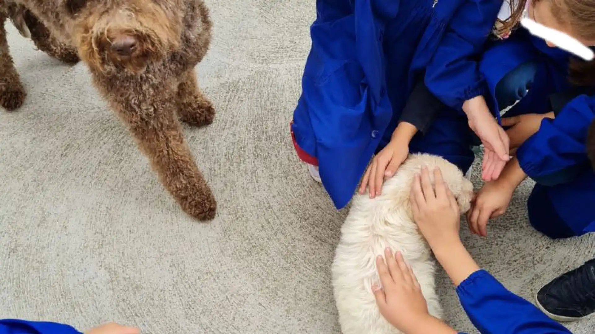 Animali a scuola: gli esemplari di lagotto di Nadia Iannotta protagonisti questa mattina a Rocchetta a Volturno. Eroe dei Monti delle Mainarde ha trionfato a Bagno di Romagna.